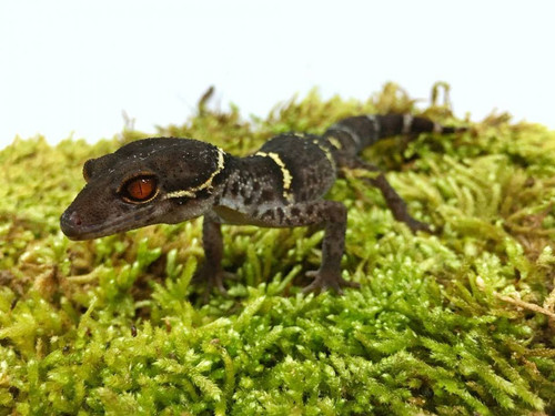 Chinese Cave Gecko - Goniurosaurus hainanensis