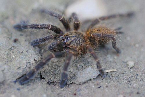 Usambura Starburst Baboon Tarantula (Sling) - Pterinochilus murinus
