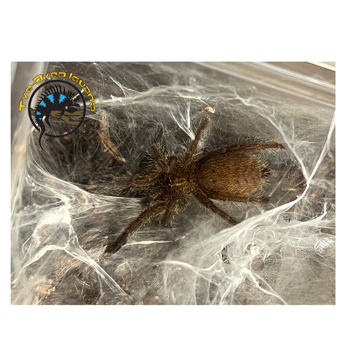 Usambura Starburst Baboon Tarantula (Sling) - Pterinochilus murinus