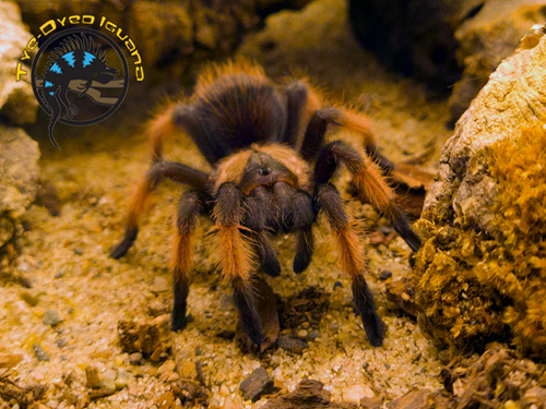 Mexican Redleg Tarantula - Brachypelma emilia