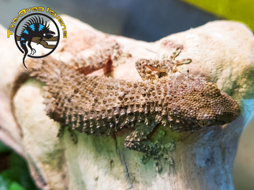 Crocodile Gecko - Tarentola mauritanica