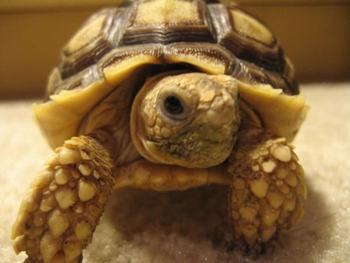 Sulcata Tortoise (African Spur-Thigh) - Centrochelys sulcata