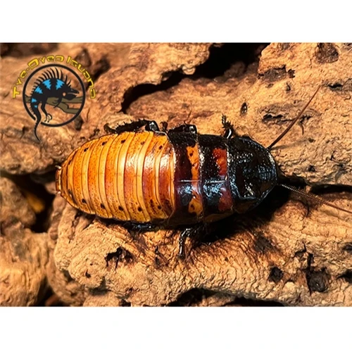 Madagascar Hissing Cockroach - Gromphadorhina portentosa
