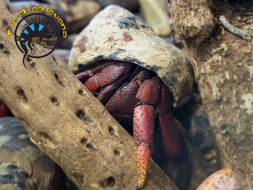 Hermit Crab (Large) - Coenobita clypeatus