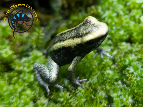 The Tye-Dyed Iguana - Reptiles and Reptile Supplies in St. Louis.