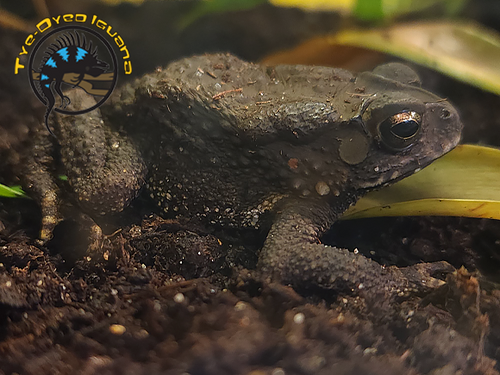 Asian Toad - Duttaphrynus melanostictus