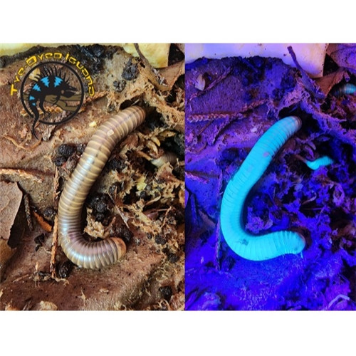 Glowing Millipede - Litostrophus sp.