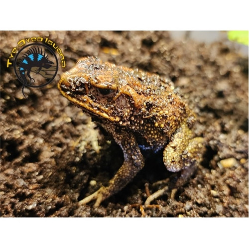 Yellow Toad - Incilius luetkenii Yellow Toad - Incilius luetkenii