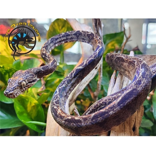 Amazon Tree Boa - Corallus hortulanus