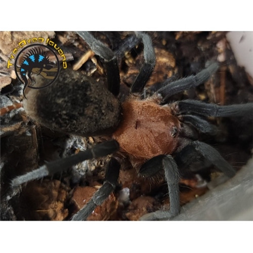 Brazilian Redhead Tarantula (Adult) - Bumba cabocla