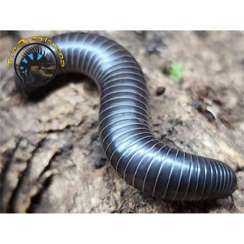 Floyd's Scrub Millipede - Floridobolus floydi