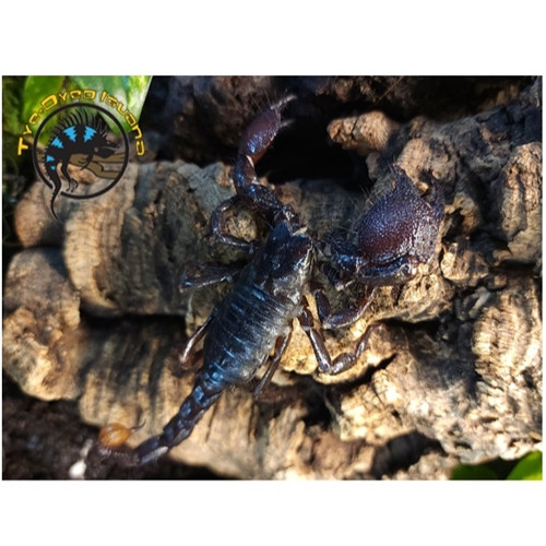 Emperor Scorpion - Pandinus imperator