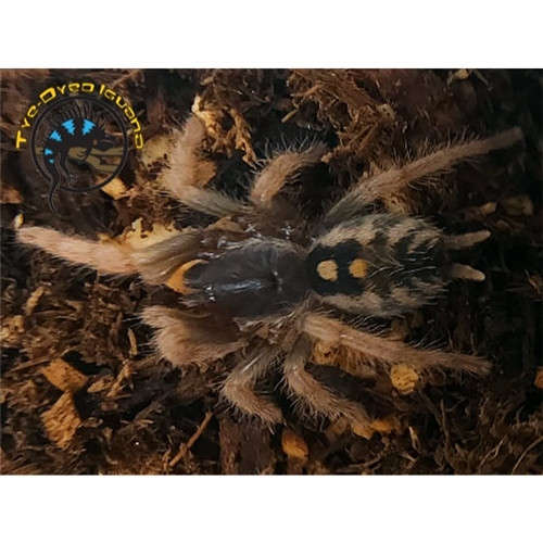 Speckled Pumpkin Patch Tarantula - Hapalopus vangoghi Speckled Pumpkin Patch Tarantula - Hapalopus vangoghi