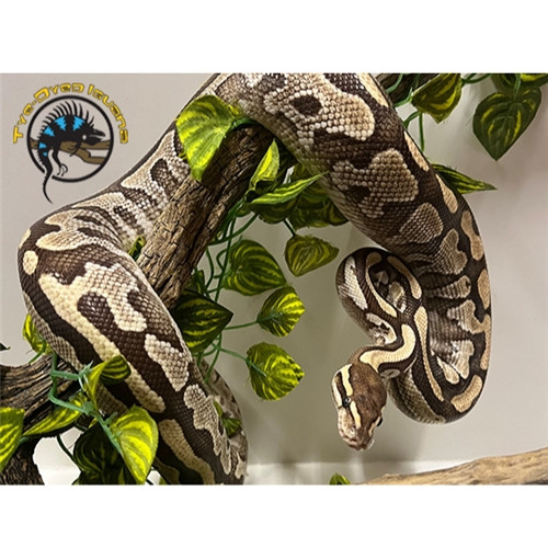 Ball Python Adult (Mojave) - Python regius
