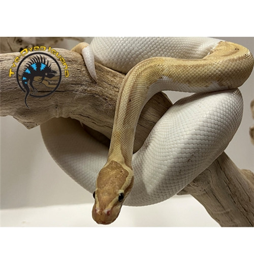 Ball Python (Banana Pied) - Python regius