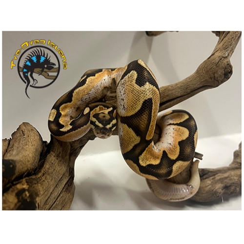 Ball Python (Orange Dream Calico Enchi)  - Python regius