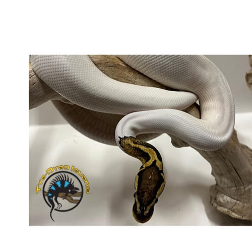 Ball Python Juvenile (Pied) - Python regius