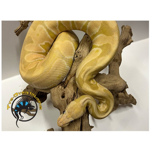 Ball Python (Toffino Black Pastel Enchi) - Python regius