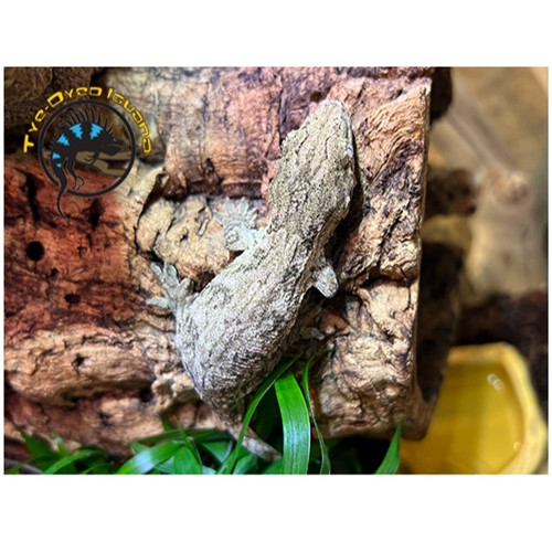 Leachie Gecko (Misc Locale) - Rhacodactylus leachianus