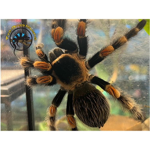 Mexican Red Knee Taranatula (Large) - Brachypelma smithi