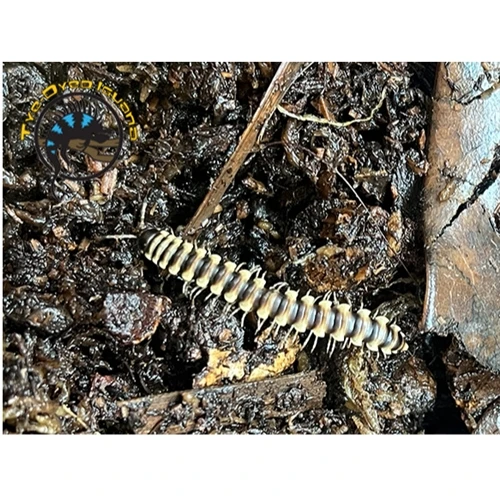 Yellow Dragon Millipede - orthomorpha sp.