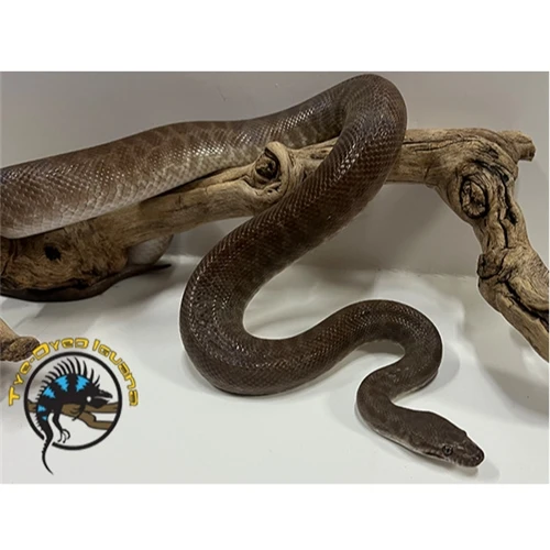 Children's Python Adult - Antaresia childreni