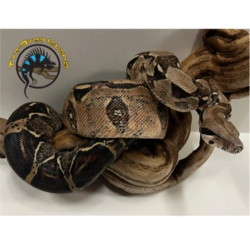 Red Tail Boa Juvenile - Boa constrictor