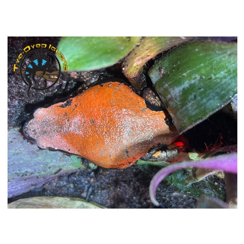 Banded Rubber Frog - Phrynomantis bifasciatus