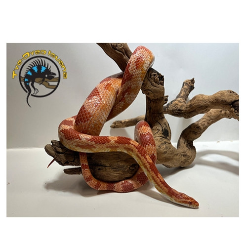 Corn Snake Adult (Albino) - Pantherophis guttatus