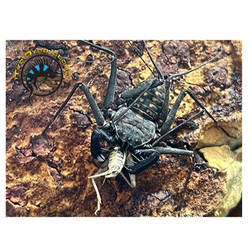 Central American Whip Scorpion - Phrynus spp