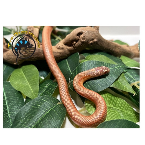 Blotched Kingsnake (Albino) - Lampropeltis getula floridana