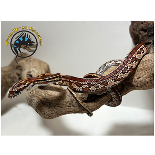 Corn Snake Baby (Tessera) - Pantherophis guttatus