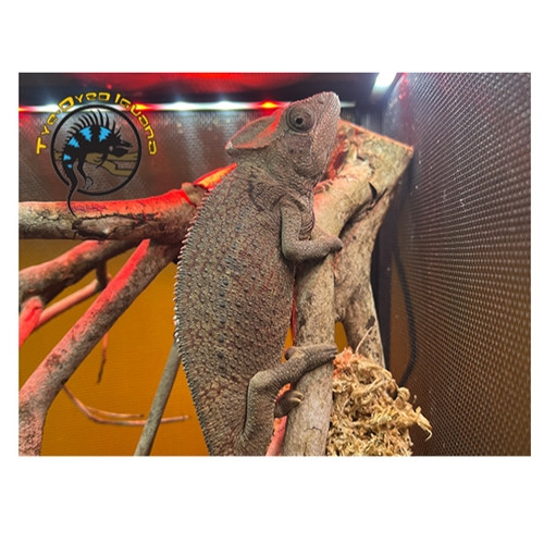 Oustalet's Chameleon - Furcifer oustaleti