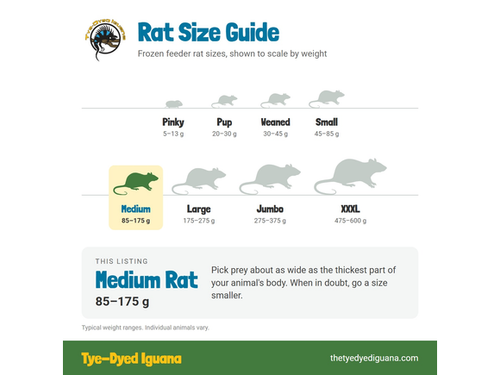 Frozen Rat - Medium