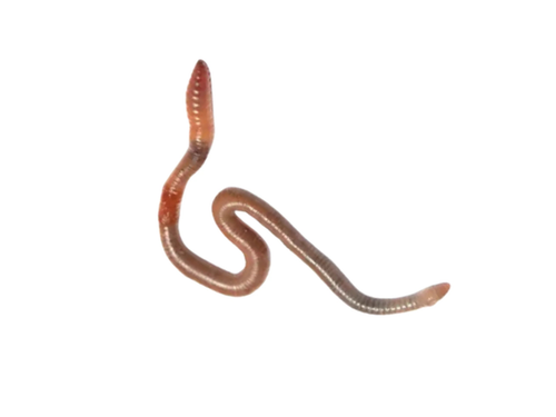 Night Crawlers 12 ct