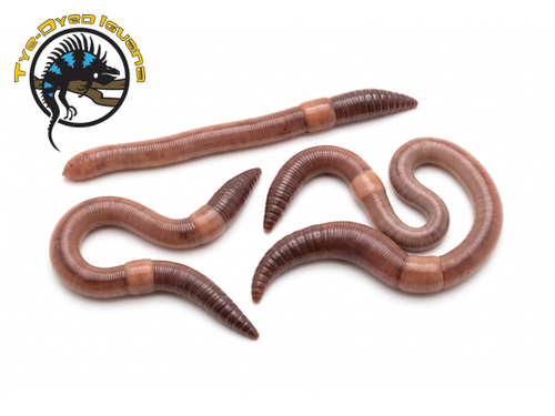 Night Crawlers 12 ct