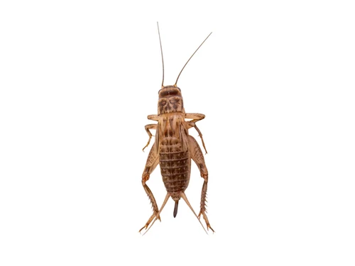 Large Crickets Dozen
