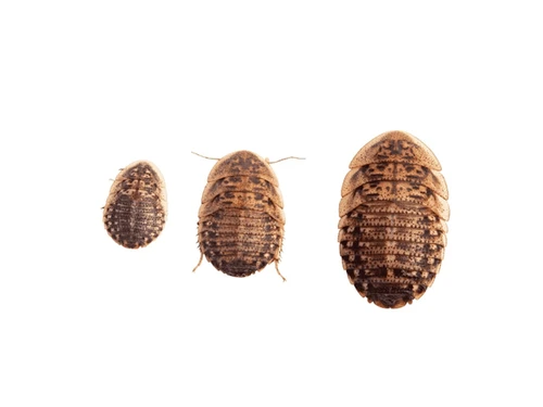 Dubia Roach Small Dozen