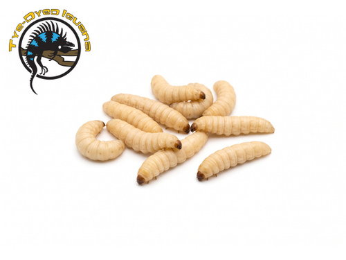 Waxworms 25 ct
