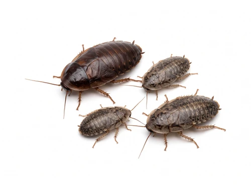 Dubia Roach Large Dozen