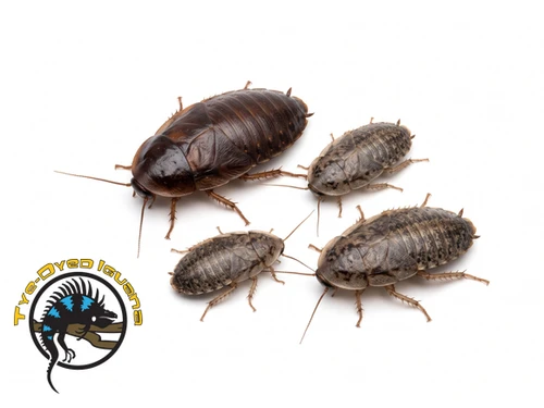 Dubia Roach Large Dozen