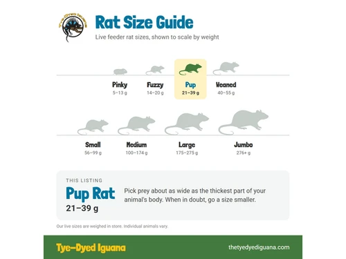 Live Rat - Pup