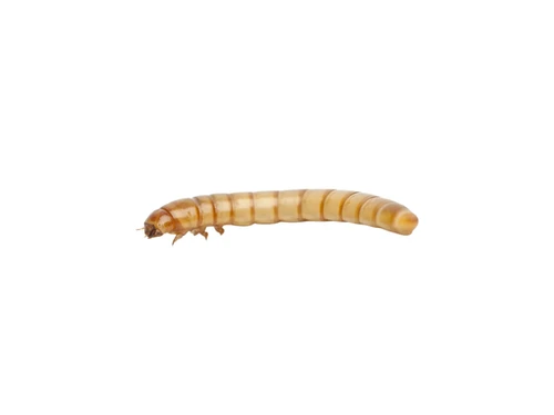 Giant Mealworms 50 ct
