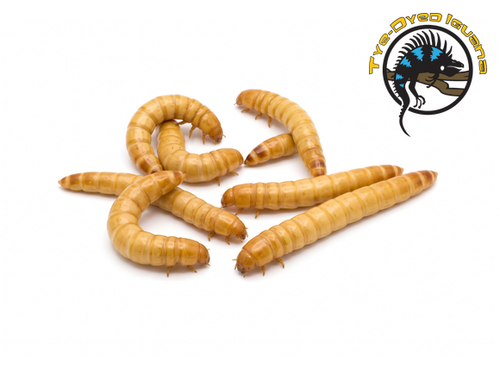 Giant Mealworms 50 ct