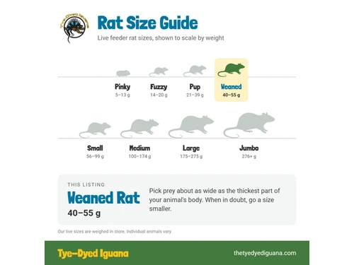 Live Rat - Weaned