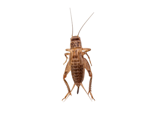 Small Crickets 1000 ct
