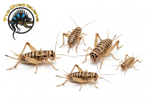 Small Cricket Dozen