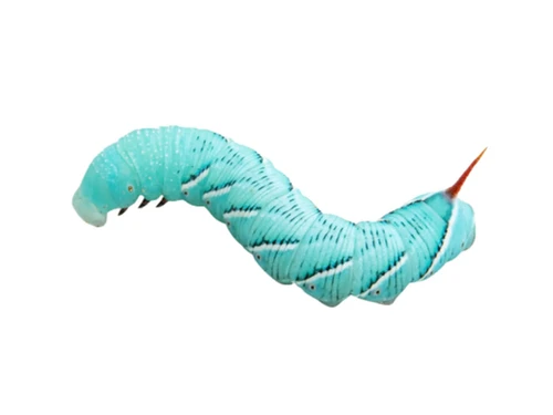 Hornworms 24 ct