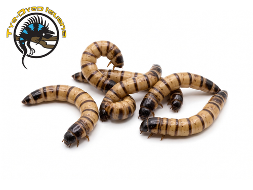 Superworms 25 ct