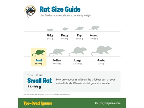 Live Rat - Small